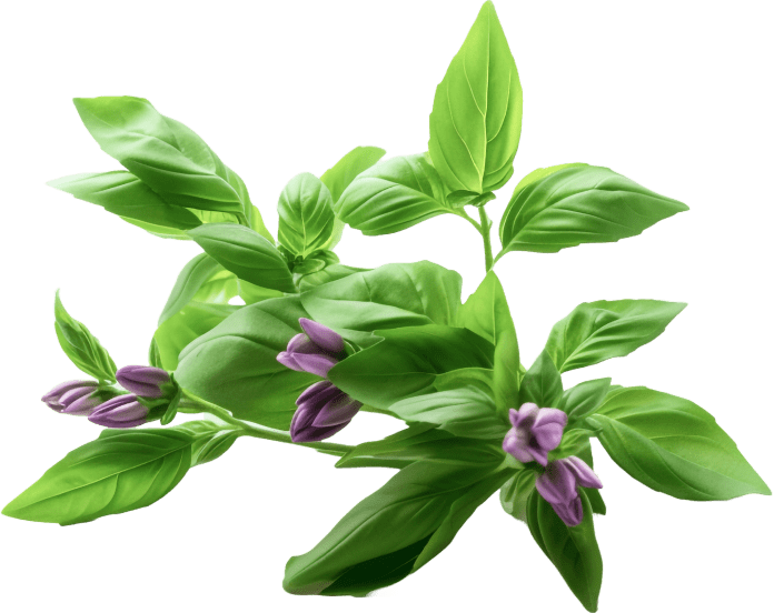 Holy Basil