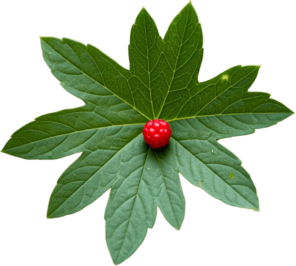 Goldenseal